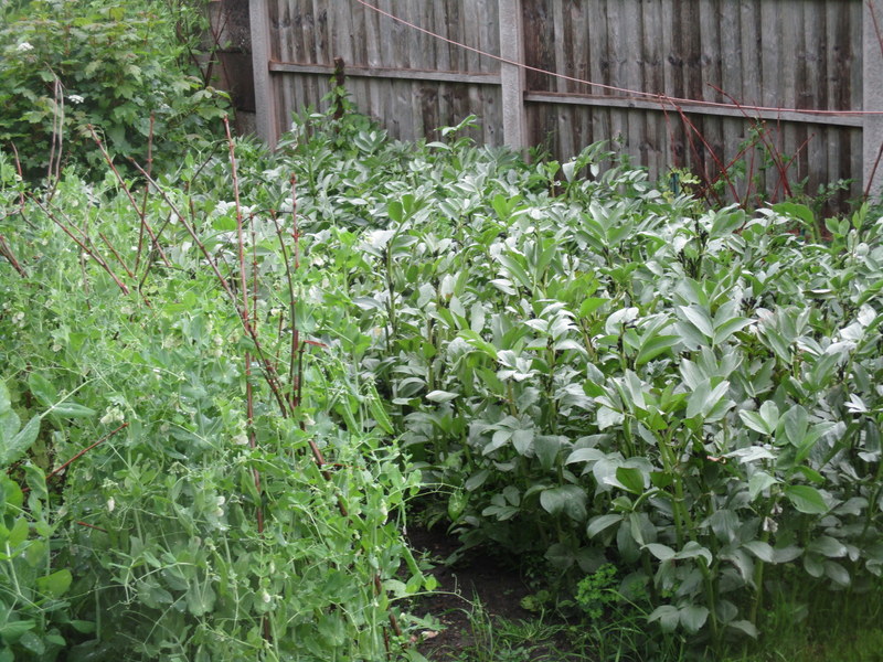 peas and beans